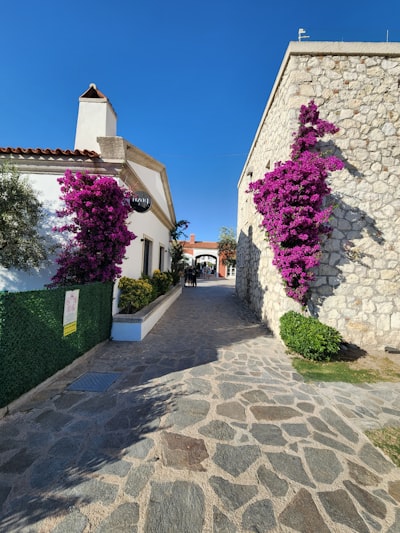 Alaçatı, Çeşme - Mor çiçeklerle süslü arnavut kaldırımlı sokak
